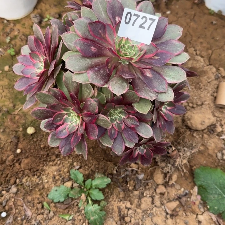 727莲花清棚处理不包断枝