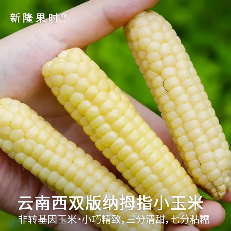 云南西双版纳拇指小玉米香甜新鲜宝宝婴儿童营养早餐手指玉米