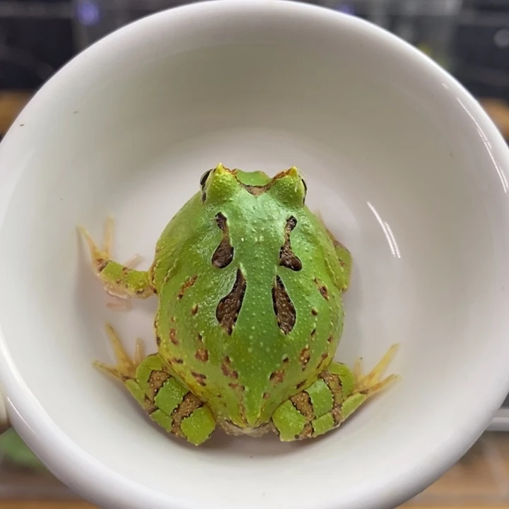 角蛙459号蝴蝶角蛙