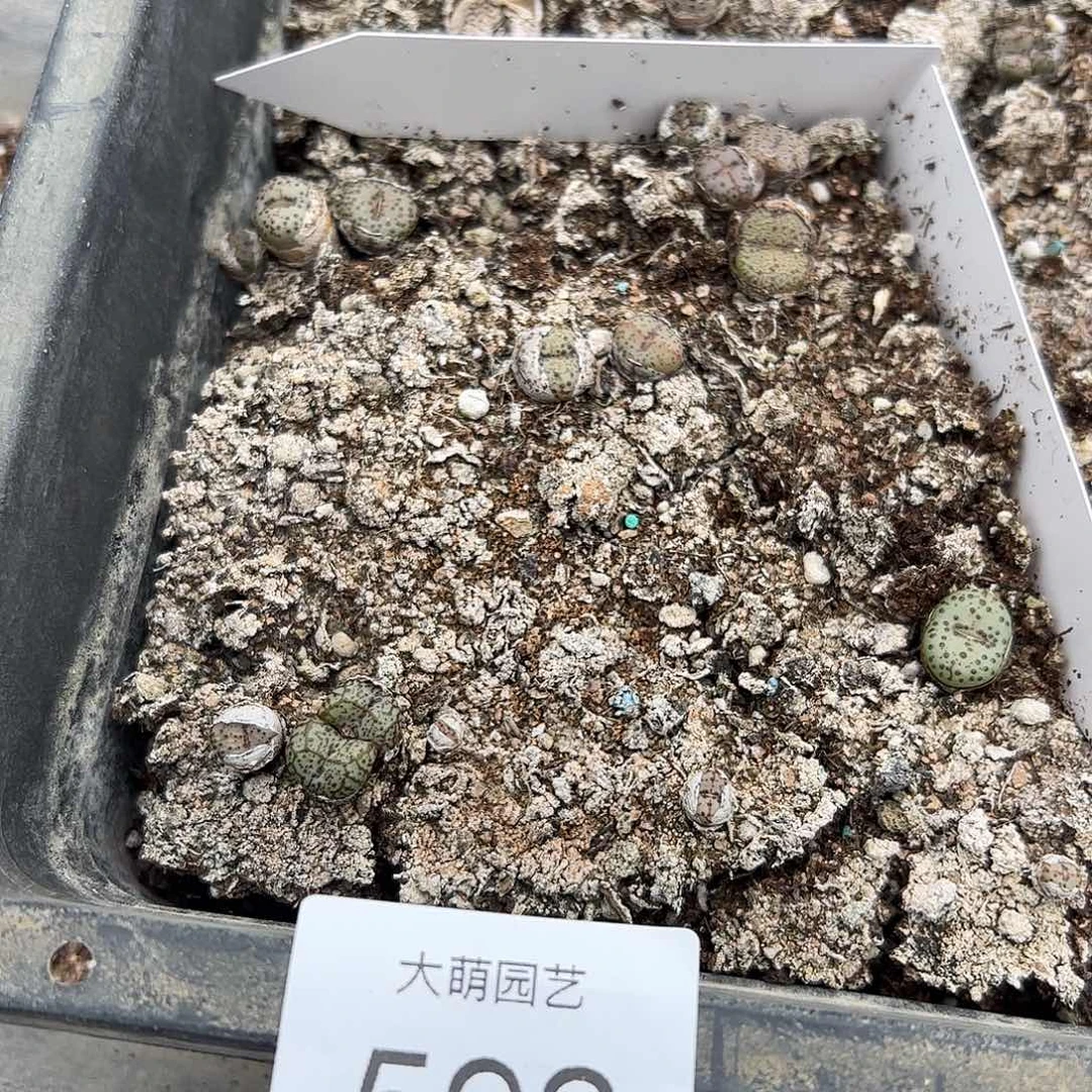 清框脱土发无售后默认有疤。592