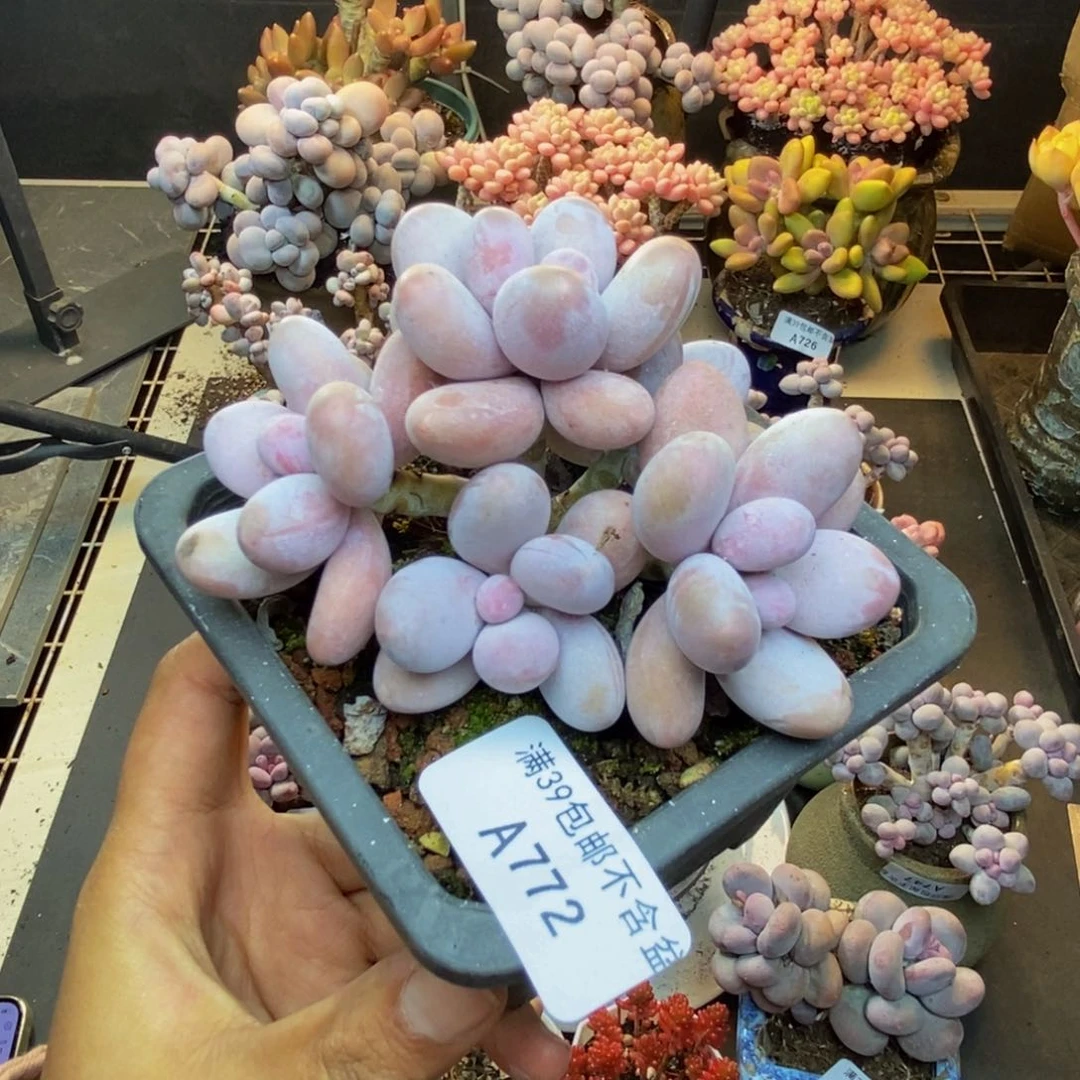 772水光针多肉8c m