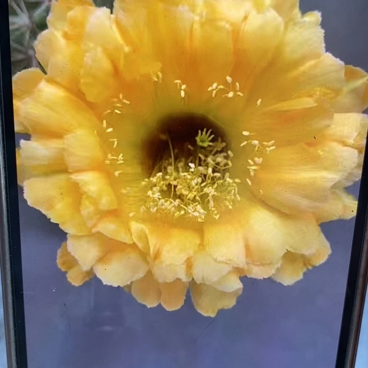 彩草黄花黑喉9公分左右瑕疵