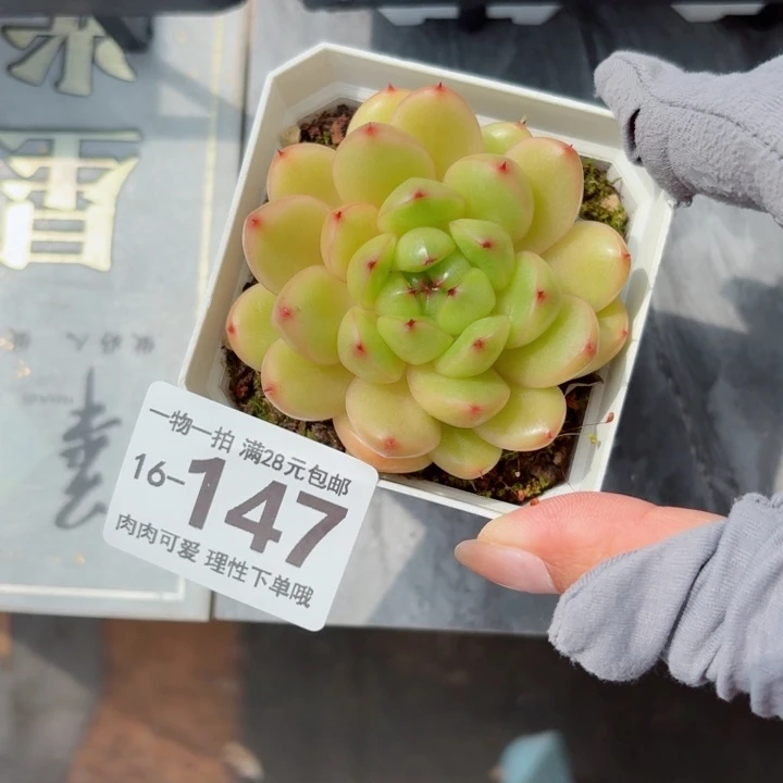 莱拉多肉无盆土发货多肉多