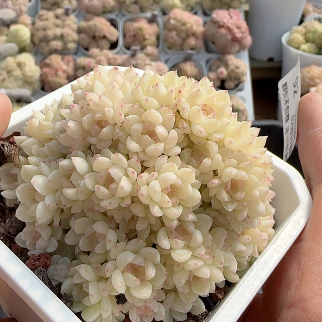 【闪购商品】0211-92（m1-185）