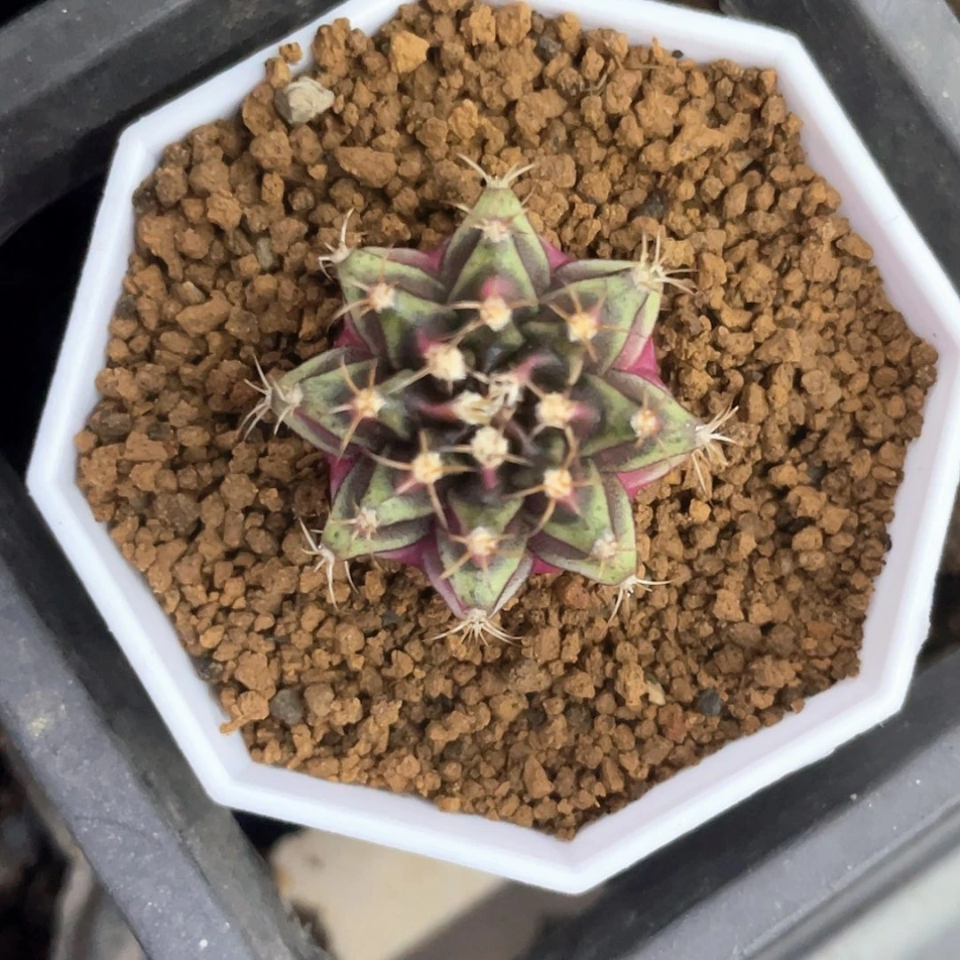 无花朵泰系神品侧，紫粉臀米哈锦
