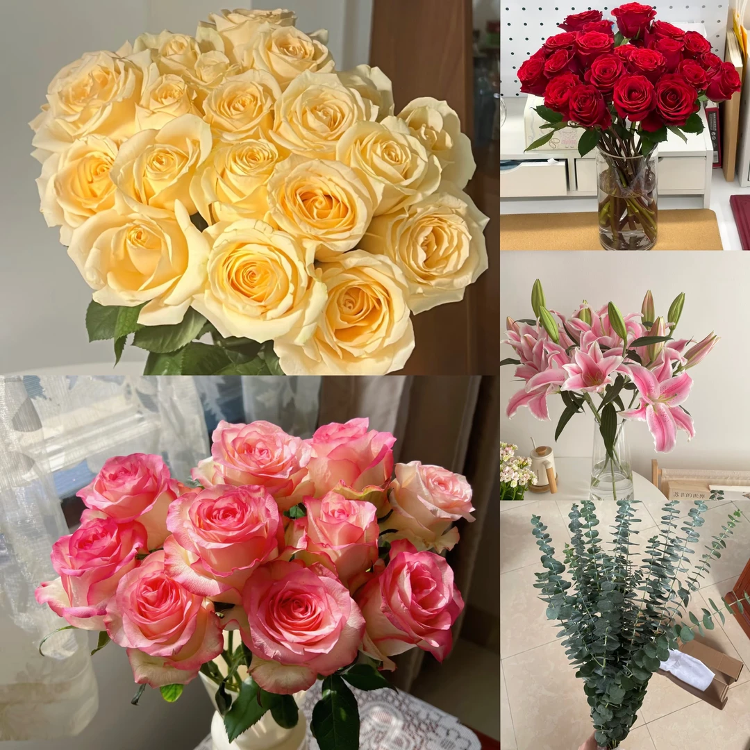 红玫瑰艾莎组合 云南基地直发 0度以下拍保温棉