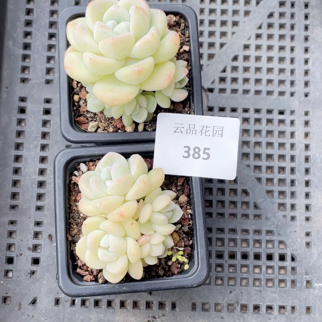 -*言385号糖心冰心珍妮2