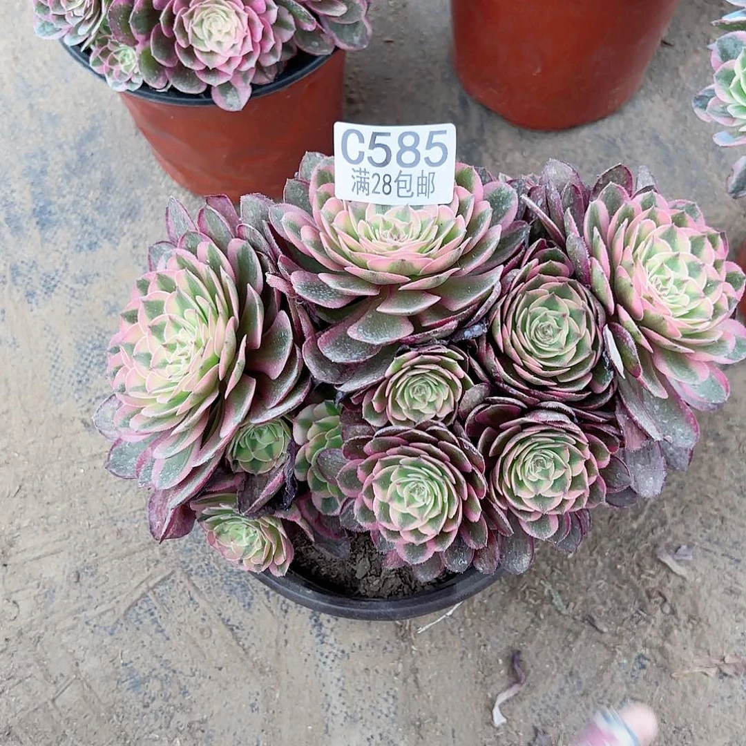 N. 585倾城朵朵多肉。b