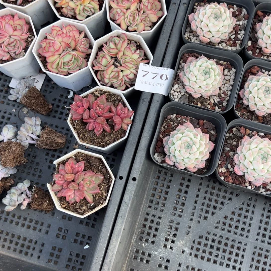 ****好770号框拍量拍多肉满18元包邮下午发货