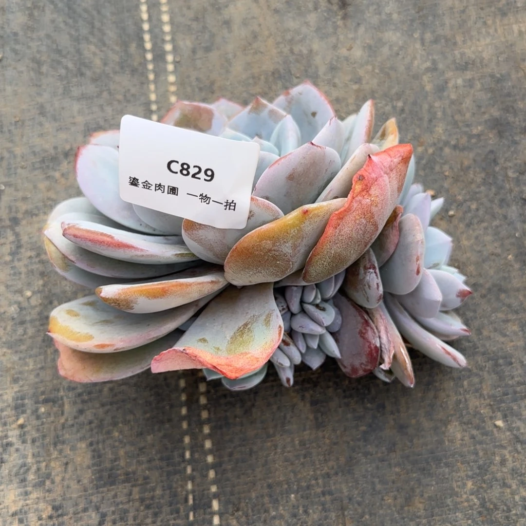 C829老桩奶茶1脱5