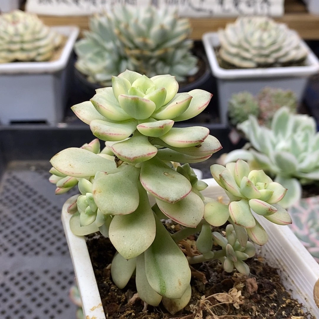 2692 探戈锦自然群