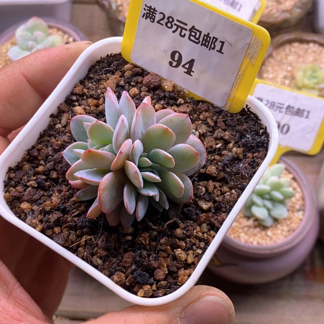 194布鲁蓝缀化……