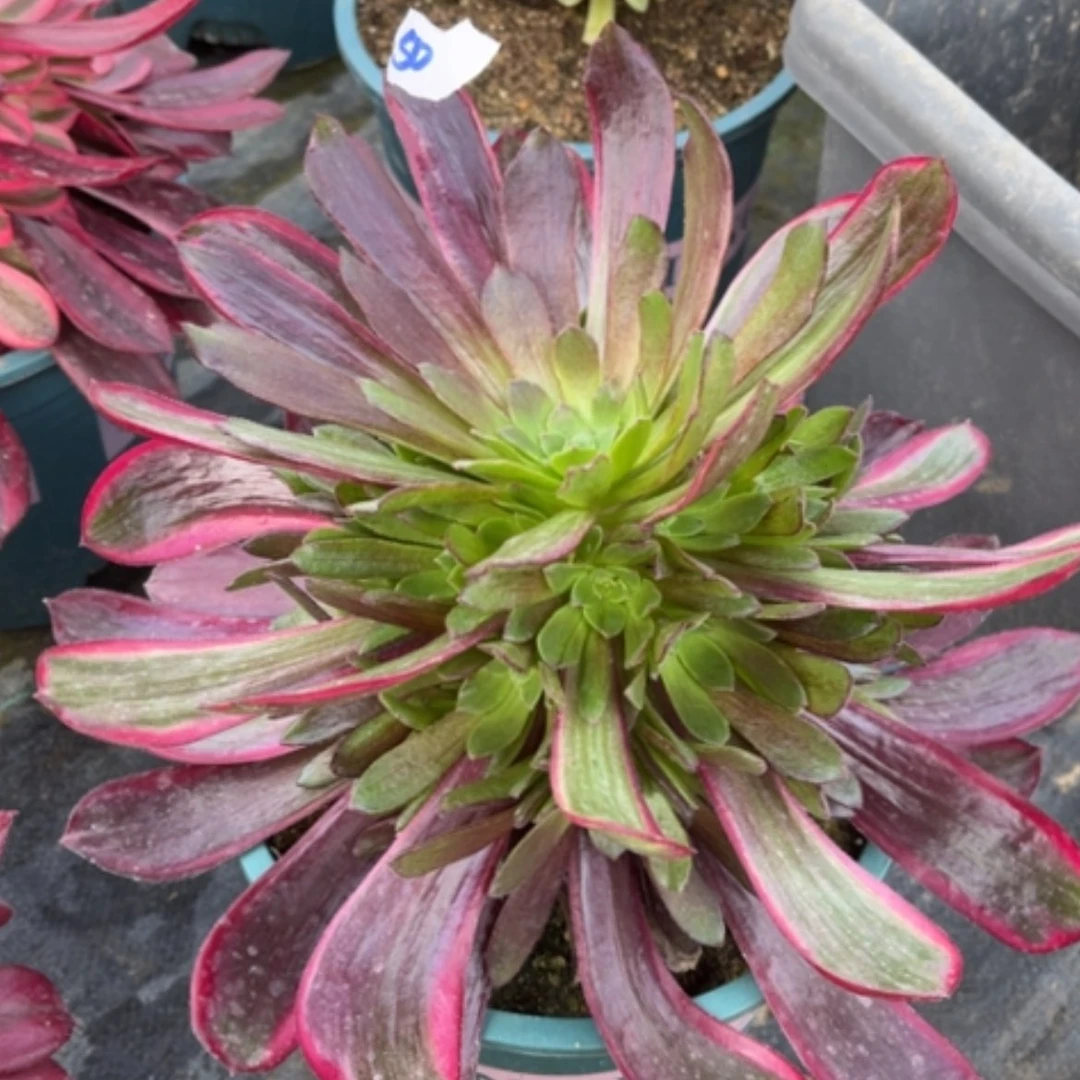 【闪购商品】50赤霞飞多肉法师