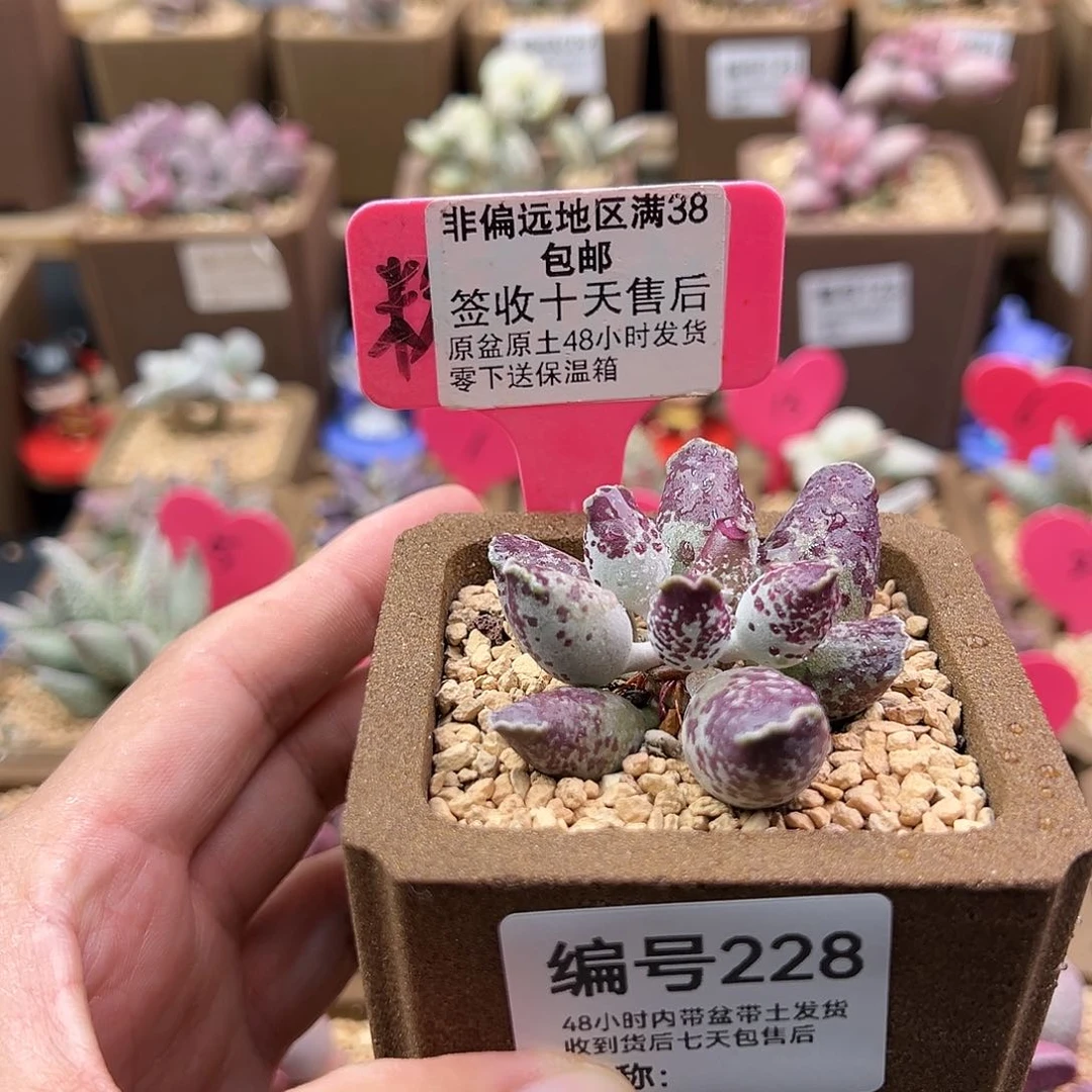 ?****.228二代紫肌海豹多肉