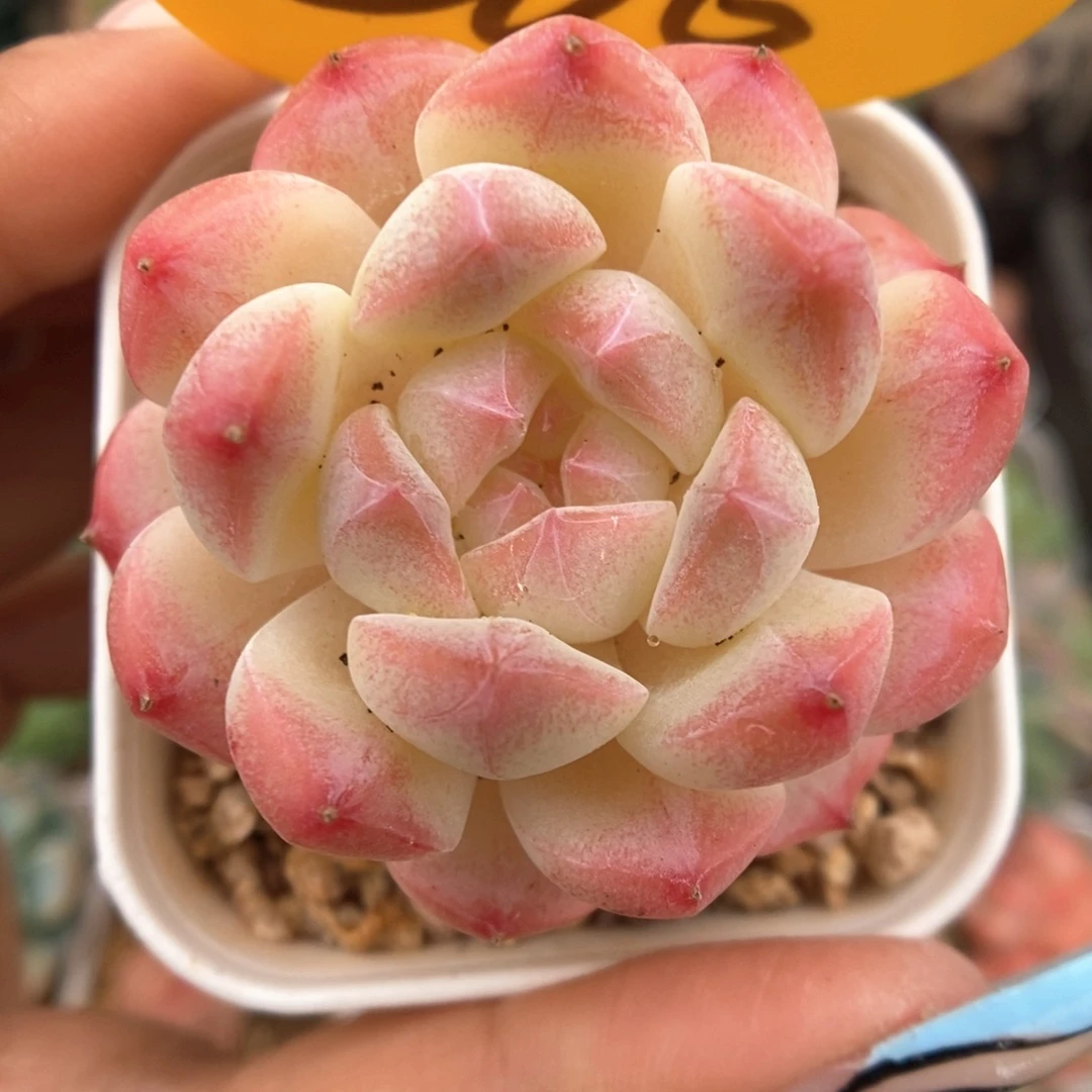 美心优选可拍206号。