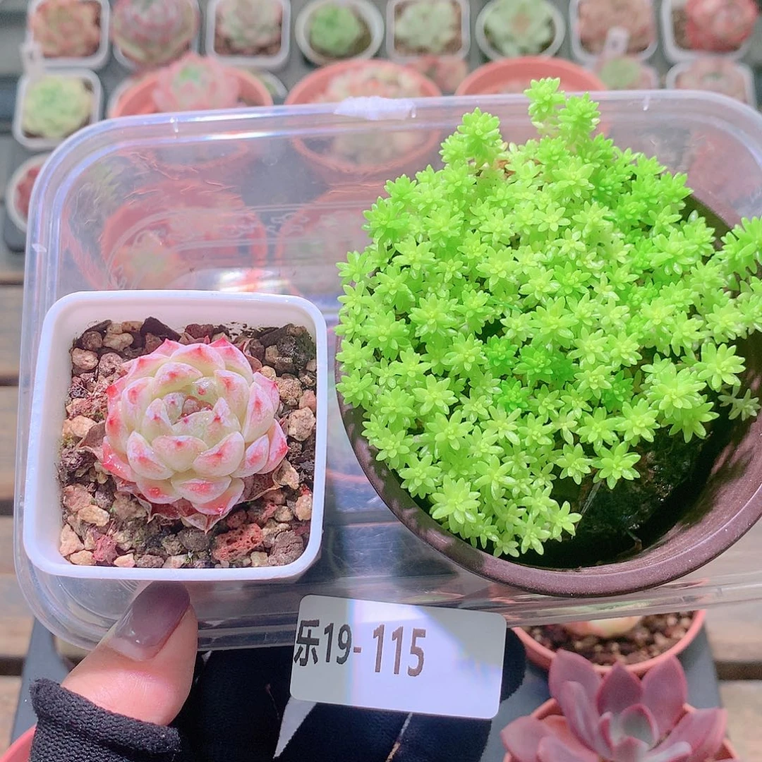 乐然19-115 多肉2颗