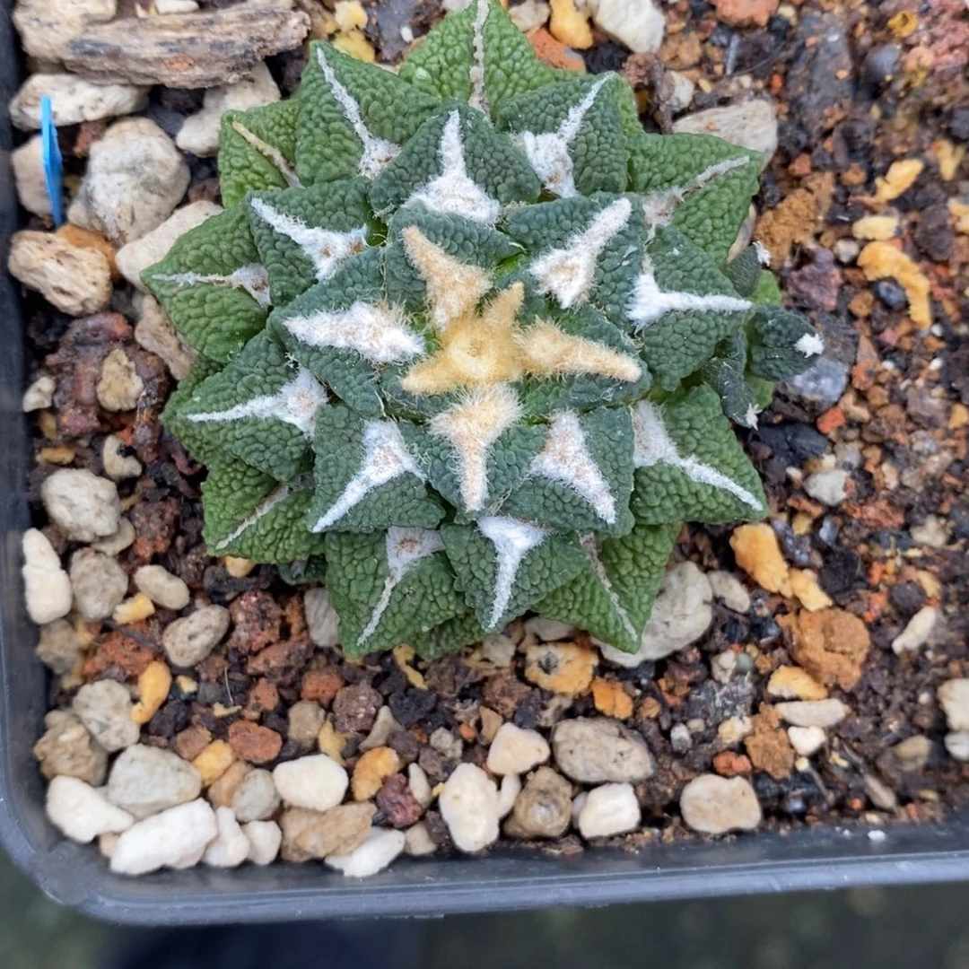 自根颗粒黑牡丹福利4.5cm