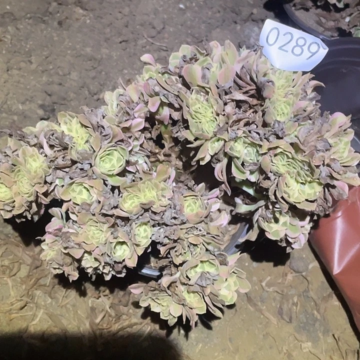 多肉植物法师289女巫缀