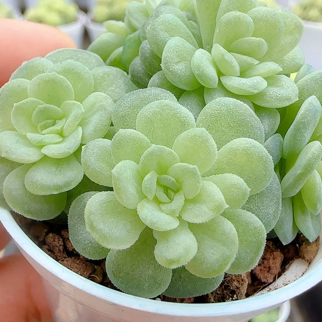 【闪购商品】1017-13优选麦杆