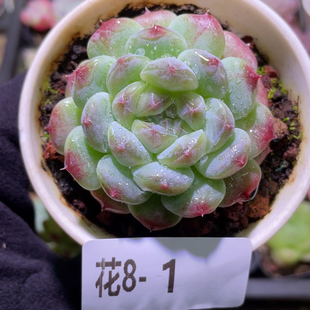 花利美8-1秘境冰魄