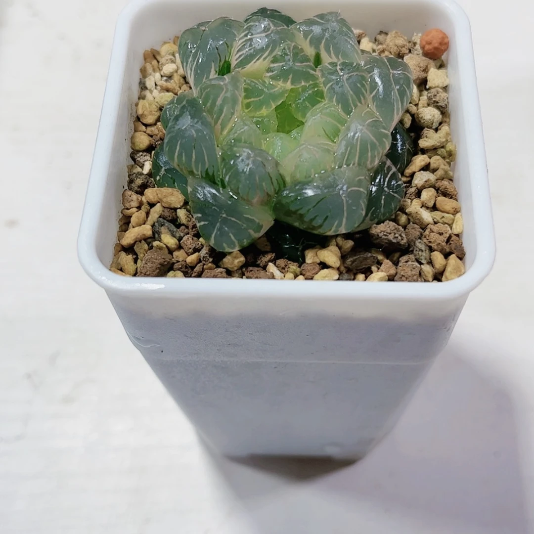 【闪购商品】万**新实生玉露锦