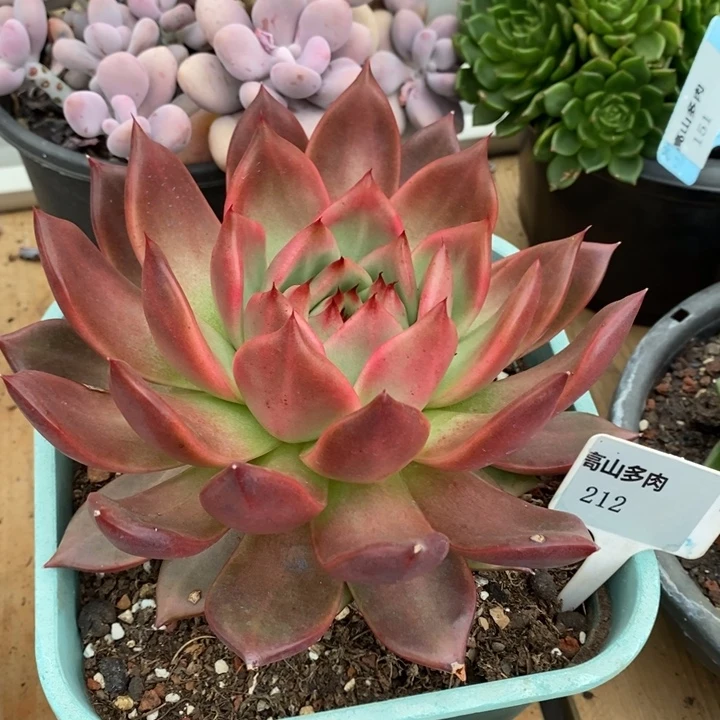 D212- 有伤福利菩萨