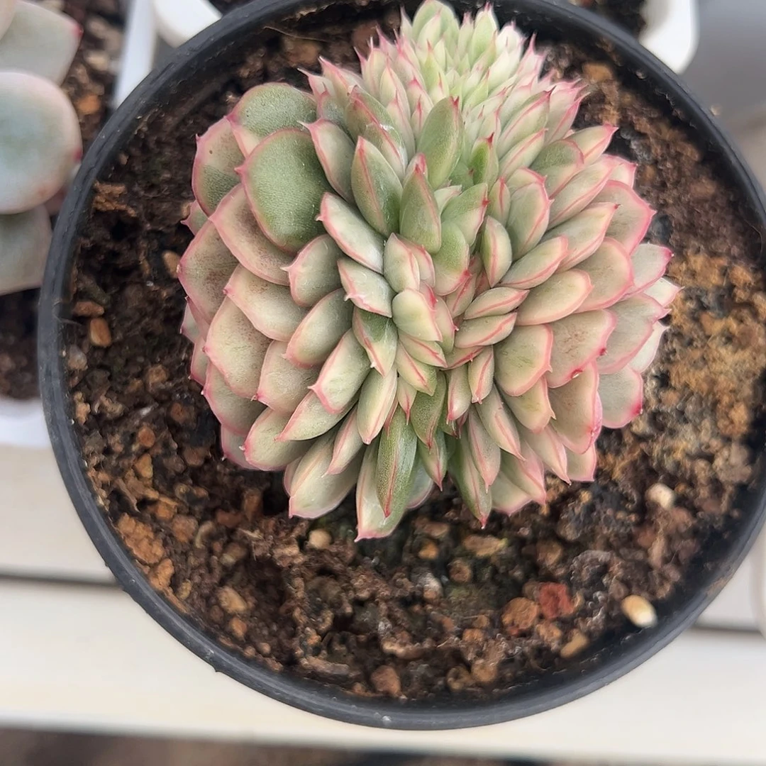 麦秆锦缀多肉植物