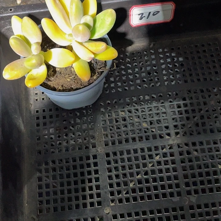 D***H210号筐带盆土发货