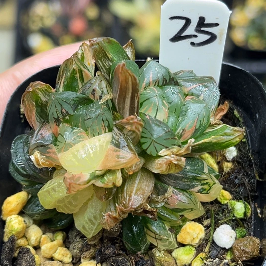 25多头老川玉露锦极上斑