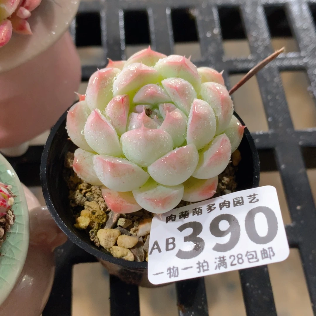 肉萌萌拇指盆精控多肉AB390