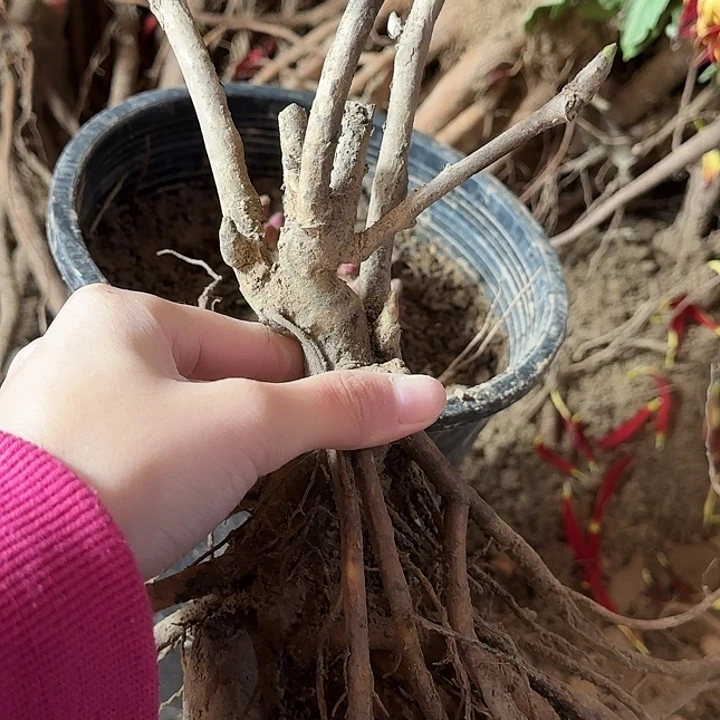 完全开放啦**。皇冠