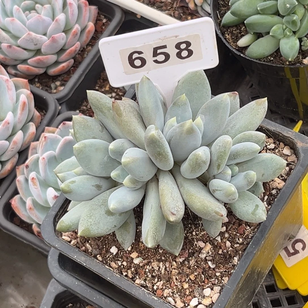 *****多肉植物超胖体哥特658