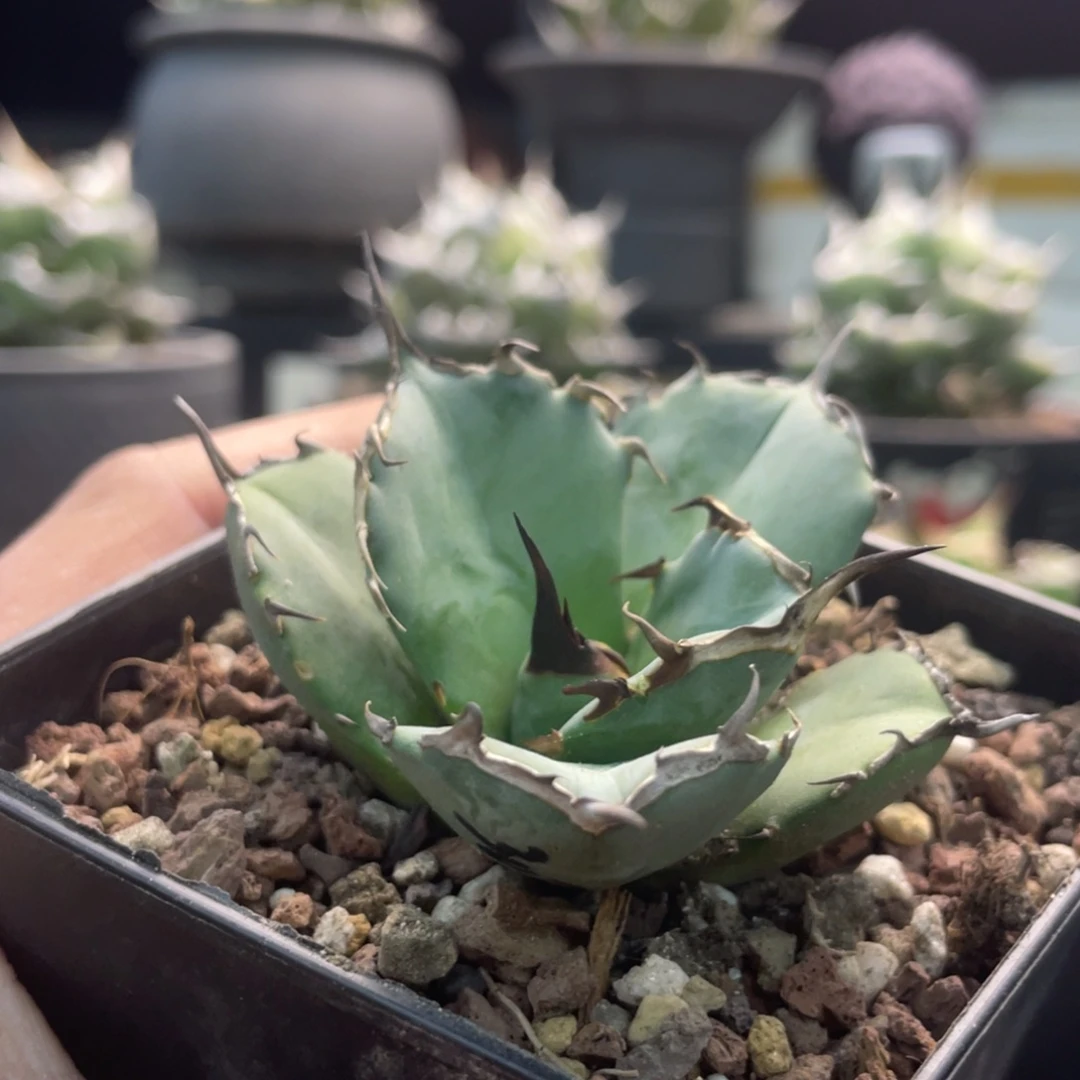 湾湾虎鲸龙舌兰仁王冠