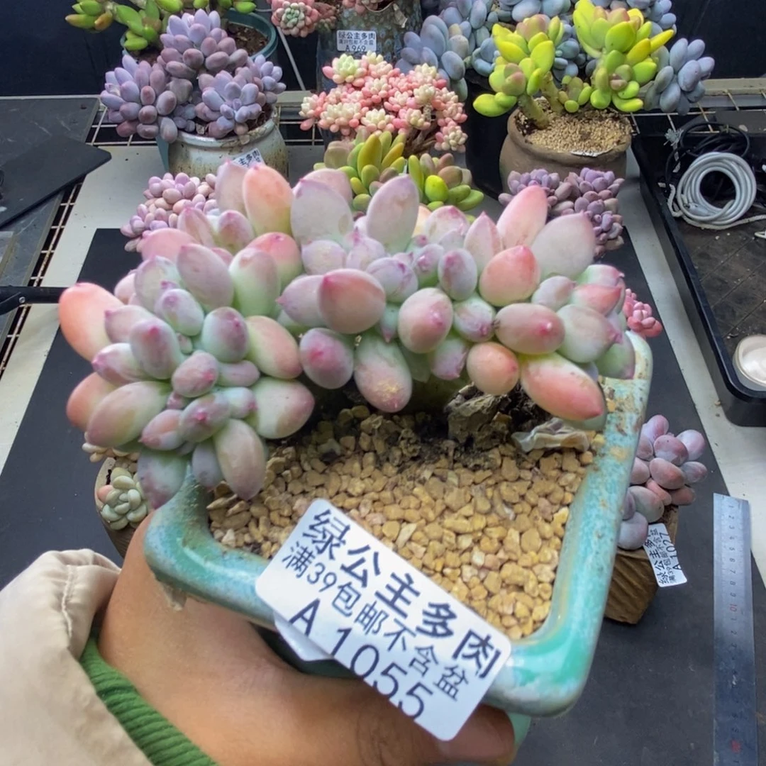 055苹果奶四代缀多肉7cm