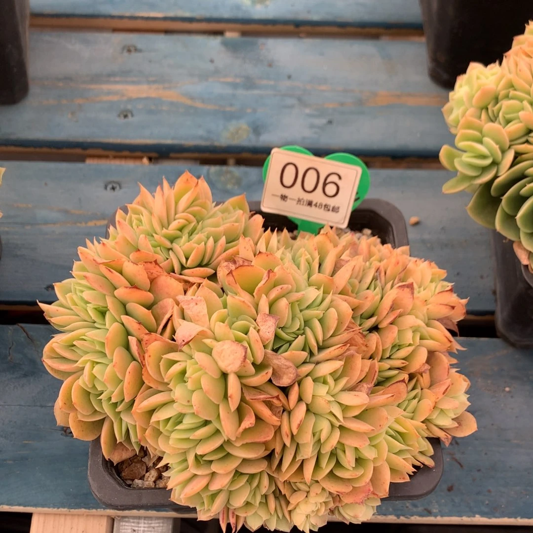 辛娜塔缀化一物一拍006