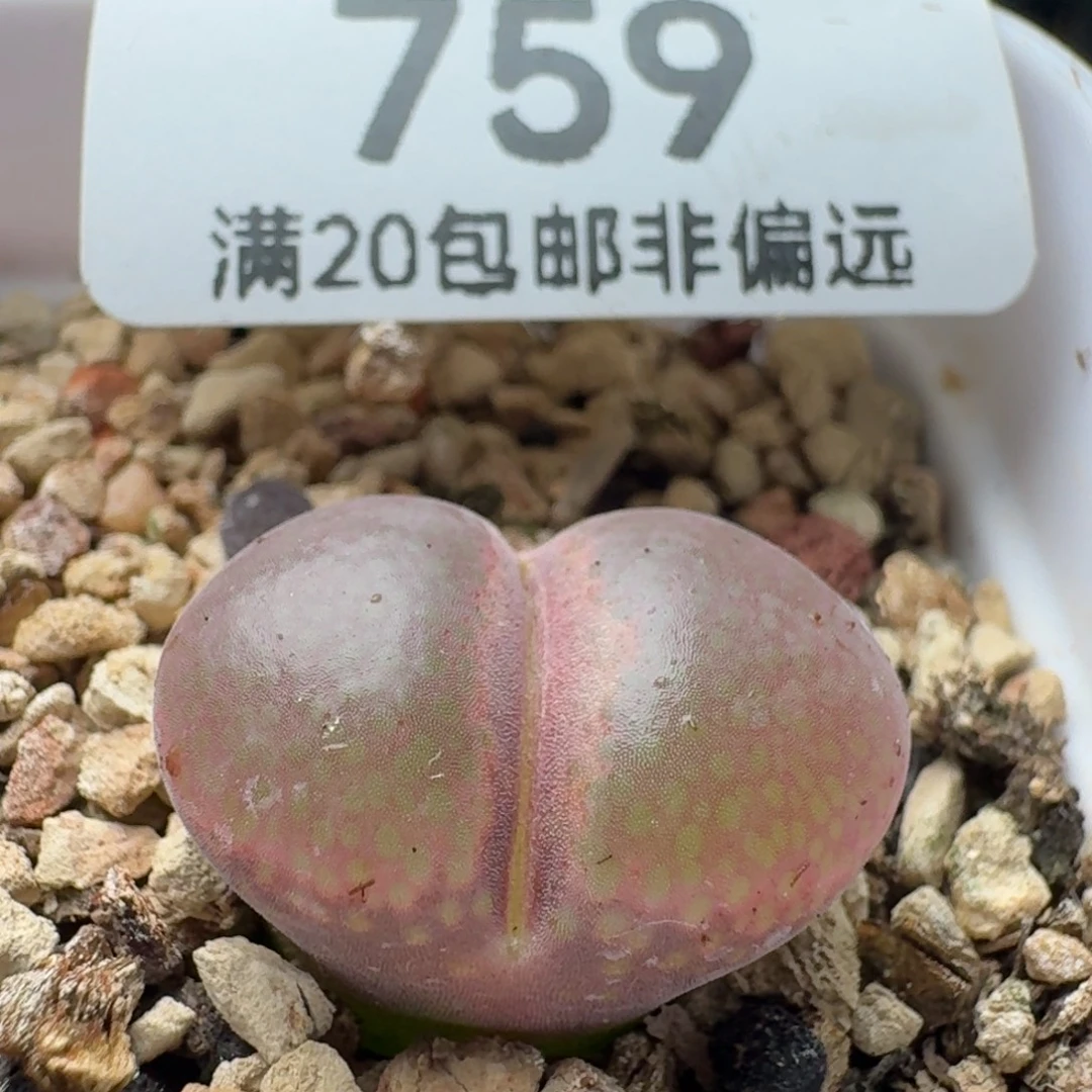1804.5带盆土。