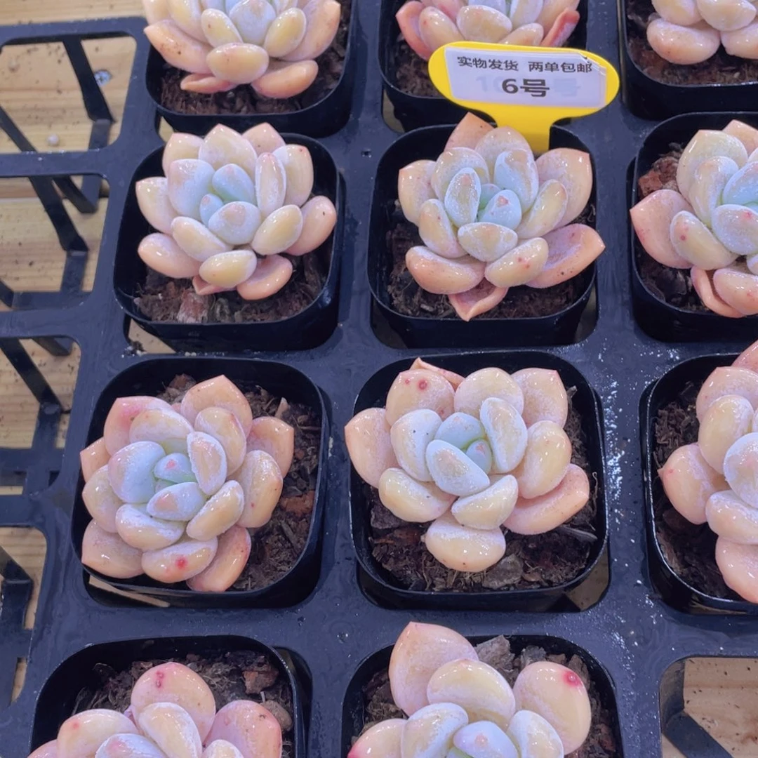 6号 老桩果冻奶橙单头一个