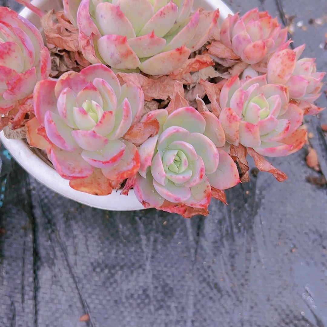 【闪购商品】老桩丝绸棉纱9.9多肉