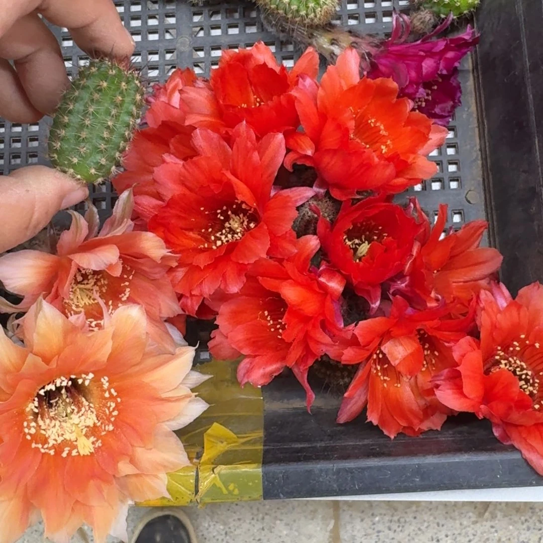 204白檀希尔德无根侧牙很小3公分左右斑，20包邮