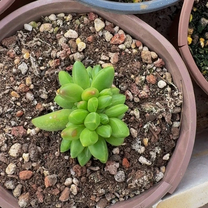 桔云多肉美人精品系列