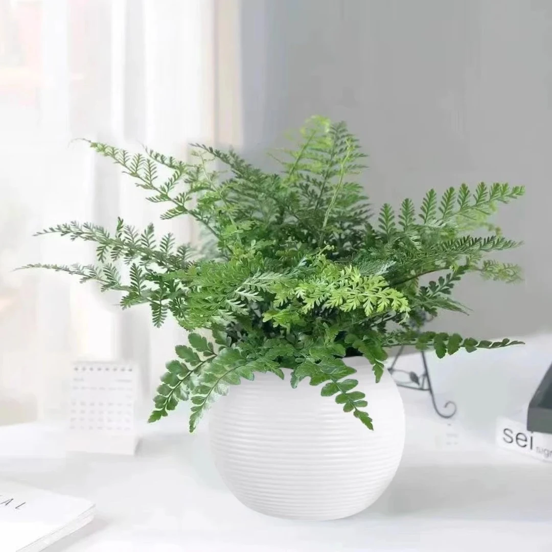 吉姆蕨室内绿植阳台客厅办公室盆栽耐阴好养四季常青观叶植物