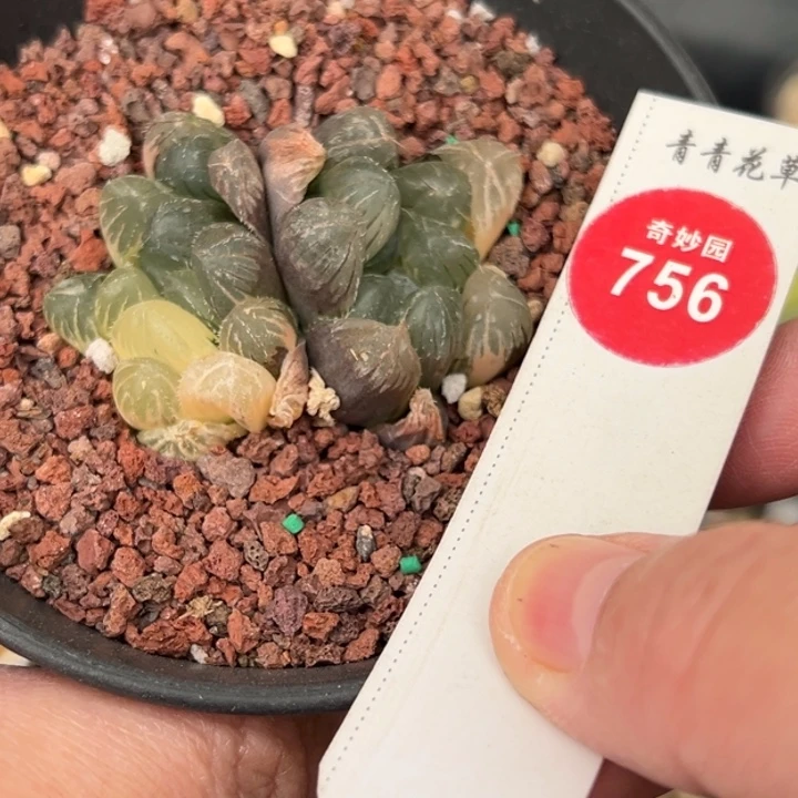 实生双头霓虹灯玉露锦一棵