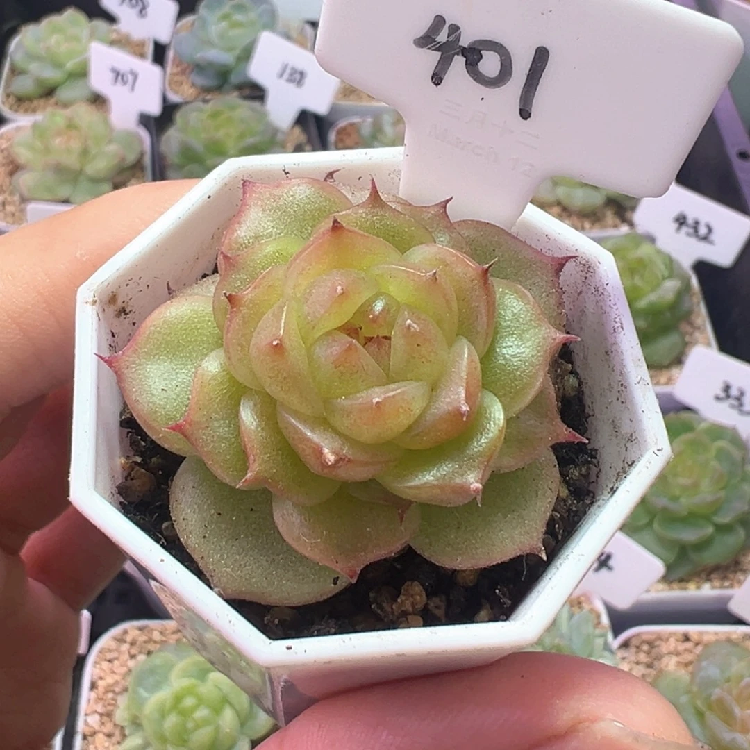 401号玉玲珑 晗雨多肉