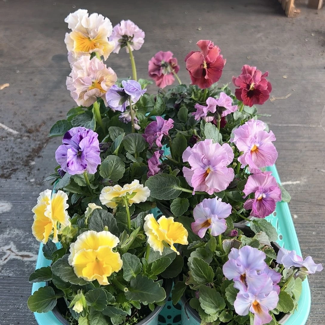 【闪购商品】019号