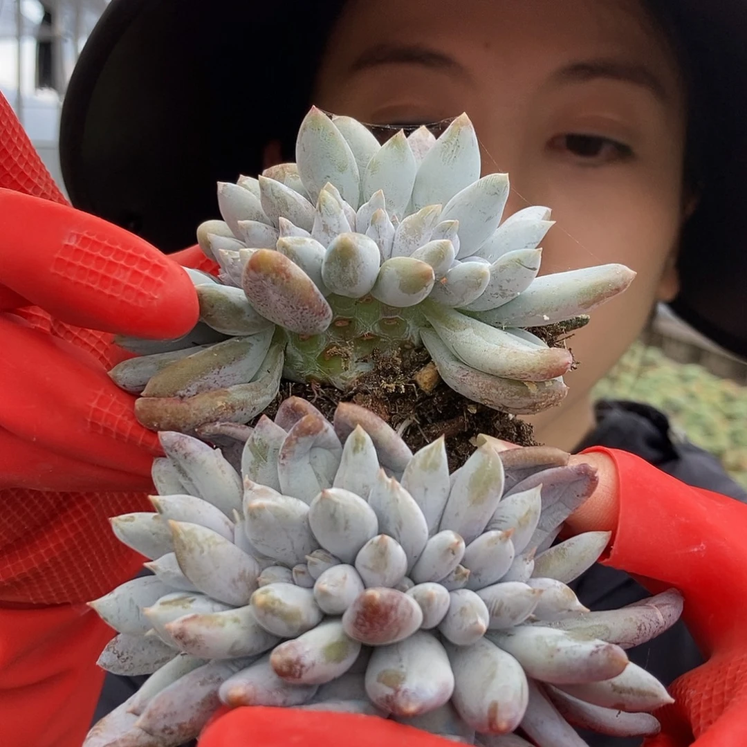 2-19哥特缀化有根随机一颗