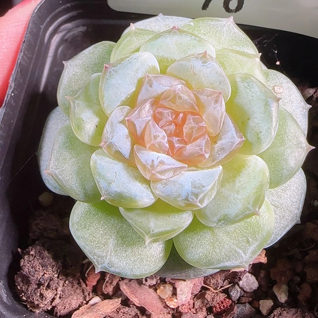 0828---76初夏糖心珍妮