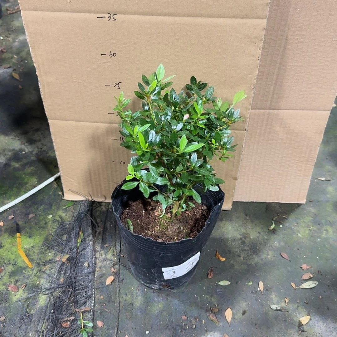 慕***远完全开放女王杜鹃花