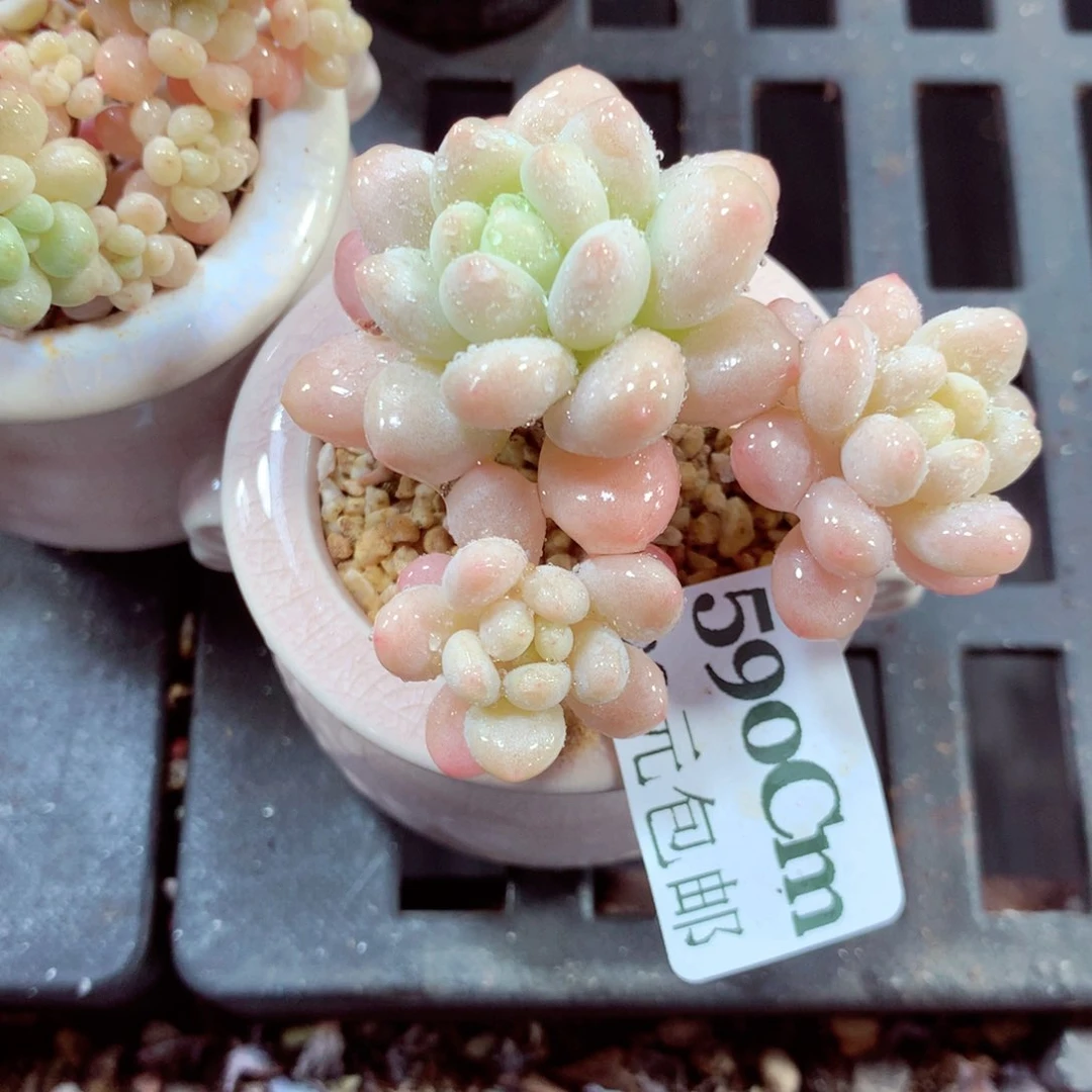 5厘米盆精控多肉590