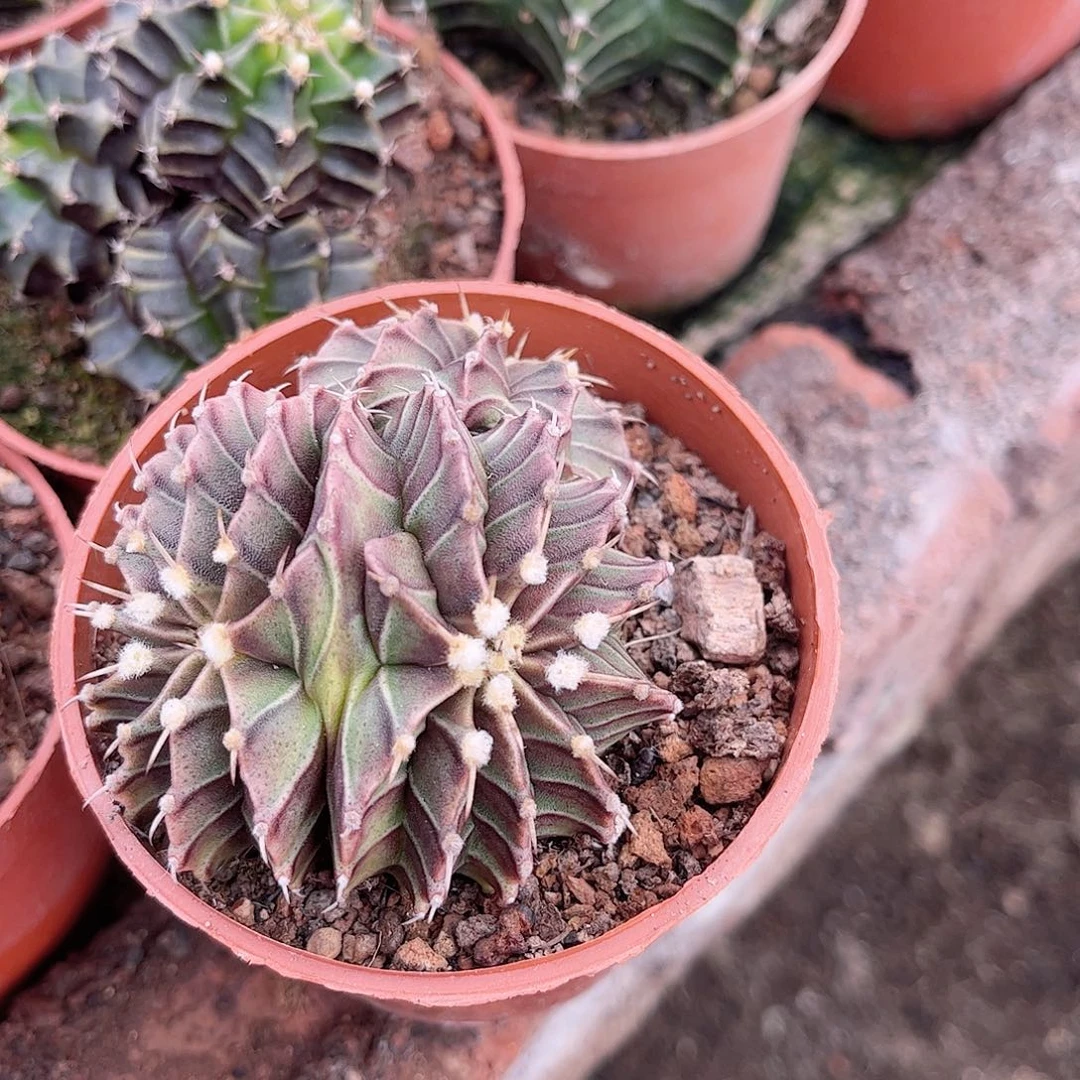 闲*肋骨牡丹一一一一一