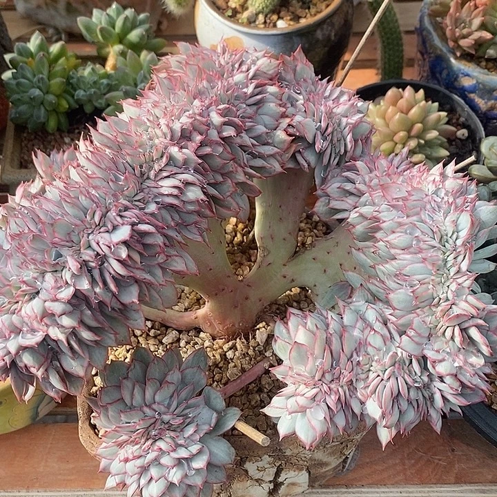 多肉植物肉肉植物